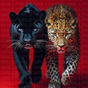 Siyah ve benekli leopar poster duvar kağıdı